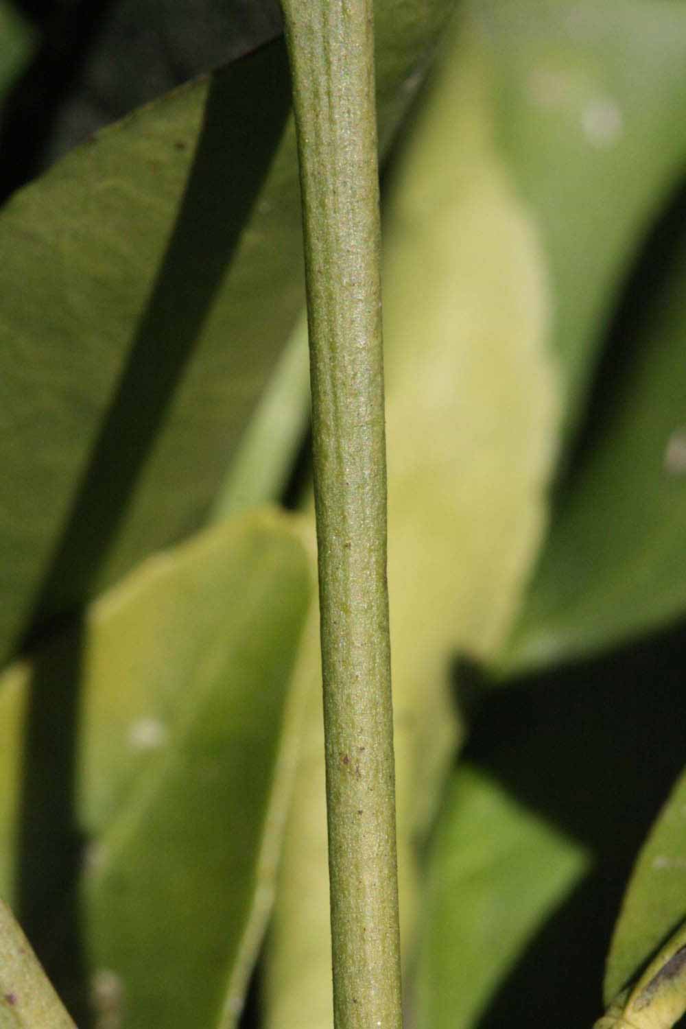              First year twig (Riverside, CA)       